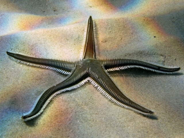 Astropecten bispinosus (Otto, 1823)